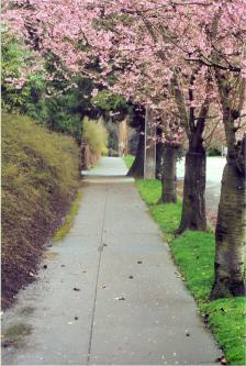 Park access street in early spring bloom